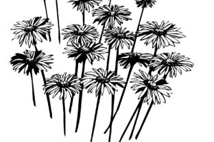 Daisies: A Versatile Floral Illustration for Creative Projects